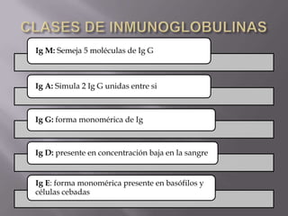 Ig M: Semeja 5 moléculas de Ig G
Ig A: Simula 2 Ig G unidas entre si
Ig G: forma monomérica de Ig
Ig D: presente en concentración baja en la sangre
Ig E: forma monomérica presente en basófilos y
células cebadas
 