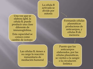 La célula B
activada se
divide por
mitosis
Formando células
plasmáticas
productoras de
anticuerpos, y
células B de
memoria
Puesto que los
anticuerpos
elaborados, por las
células plasmáticas,
se vierten a la sangre
o la circulación
linfática
Las células B, tienen a
su cargo la reacción
inmunitaria de
mediación humoral
Una vez que se
elabora IgM, la
célula B, puede
producir una clase
diferente de
imnunoglobina.
Esta capacidad se
conoce como
cambio de isotopo.
 