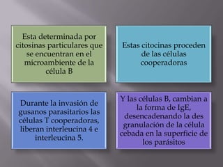 Esta determinada por
citosinas particulares que
se encuentran en el
microambiente de la
célula B
Estas citocinas proceden
de las células
cooperadoras
Durante la invasión de
gusanos parasitarios las
células T cooperadoras,
liberan interleucina 4 e
interleucina 5.
Y las células B, cambian a
la forma de IgE,
desencadenando la des
granulación de la célula
cebada en la superficie de
los parásitos
 