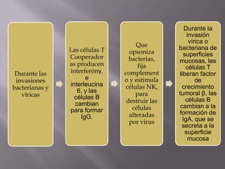 Durante las
invasiones
bacterianas y
víricas
Las células T
Cooperador
as producen
interferónγ,
e
interleucina
6, y las
células B
cambian
para formar
IgG.
Que
opsoniza
bacterias,
fija
complement
o y estimula
células NK,
para
destruir las
células
alteradas
por virus
Durante la
invasión
vírica o
bacteriana de
superficies
mucosas, las
células T
liberan factor
de
crecimiento
tumoral β, las
células B
cambian a la
formación de
IgA, que se
secreta a la
superficie
mucosa
 