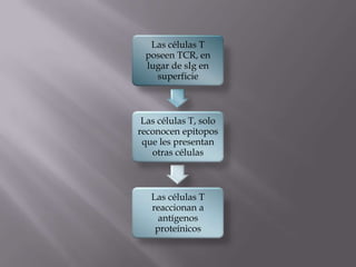 Las células T
poseen TCR, en
lugar de sIg en
superficie
Las células T, solo
reconocen epitopos
que les presentan
otras células
Las células T
reaccionan a
antígenos
proteínicos
 