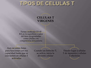 CELULAS T
VIRGENES
Aun no están listas
para funcionar con esa
capacidad hasta que se
convierten en células T
activadas
Cuando un linfocito T,
se activa, inicia la
división celular
Dando lugar a células
T de memoria y células
T efectoras
Tienen molécula CD 45
RA en la superficie y salen
del timo programadas
como células con
competencia inmunitaria
 