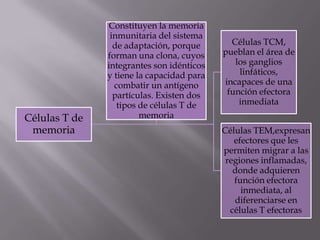 Células T de
memoria
Células TCM,
pueblan el área de
los ganglios
linfáticos,
incapaces de una
función efectora
inmediata
Células TEM,expresan
efectores que les
permiten migrar a las
regiones inflamadas,
donde adquieren
función efectora
inmediata, al
diferenciarse en
células T efectoras
Constituyen la memoria
inmunitaria del sistema
de adaptación, porque
forman una clona, cuyos
integrantes son idénticos
y tiene la capacidad para
combatir un antígeno
partículas. Existen dos
tipos de células T de
memoria
 