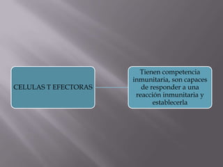 CELULAS T EFECTORAS
Tienen competencia
inmunitaria, son capaces
de responder a una
reacción inmunitaria y
establecerla
 