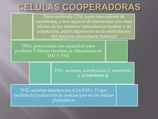Tiene molécula CD4, como marcadores de
membrana, y son capaces de interactuar con otras
células de los sistemas inmunitarios innatos y de
adaptación, papel importante en la estimulación
del sistemas inmunitario humoral
THO, precursoras con capacidad para
producir Y liberar citosinas se diferencian en
TH1 Y TH2
TH1, secretan, interleucina 2, interferón
γ, e interferón β
TH2, secretan interleucina 4,5,6,9,10 y 13 que
facilitan la producción de anticuerpos en las células
plasmáticas
 