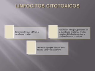Tienen moléculas CD8 en la
membrana celular
Reconocen epitopos, presentes en
la membrana celular de células
extrañas. Células tumorales, y
células alteradas por virus
Presentan epitopos víricos, en u
plasmo lema y los destruye
 