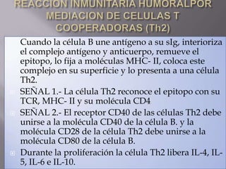  Cuando la célula B une antígeno a su sIg, interioriza
el complejo antígeno y anticuerpo, remueve el
epitopo, lo fija a moléculas MHC- II, coloca este
complejo en su superficie y lo presenta a una célula
Th2.
 SEÑAL 1.- La célula Th2 reconoce el epitopo con su
TCR, MHC- II y su molécula CD4
 SEÑAL 2.- El receptor CD40 de las células Th2 debe
unirse a la molécula CD40 de la célula B. y la
molécula CD28 de la célula Th2 debe unirse a la
molécula CD80 de la célula B.
 Durante la proliferación la célula Th2 libera IL-4, IL-
5, IL-6 e IL-10.
 