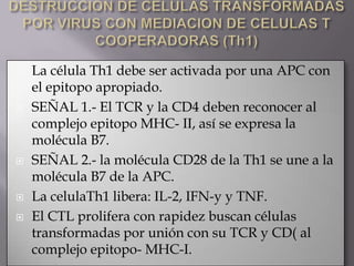  La célula Th1 debe ser activada por una APC con
el epitopo apropiado.
 SEÑAL 1.- El TCR y la CD4 deben reconocer al
complejo epitopo MHC- II, así se expresa la
molécula B7.
 SEÑAL 2.- la molécula CD28 de la Th1 se une a la
molécula B7 de la APC.
 La celulaTh1 libera: IL-2, IFN-y y TNF.
 El CTL prolifera con rapidez buscan células
transformadas por unión con su TCR y CD( al
complejo epitopo- MHC-I.
 
