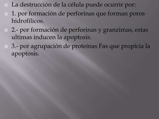 La destrucción de la célula puede ocurrir por:
 1. por formación de perforinas que forman poros
hidrofilicos.
 2.- por formación de perforinas y granzimas, estas
ultimas inducen la apoptosis.
 3.- por agrupación de proteínas Fas que propicia la
apoptosis.
 