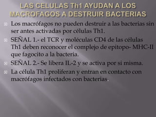  Los macrófagos no pueden destruir a las bacterias sin
ser antes activadas por células Th1.
 SEÑAL 1.- el TCR y moléculas CD4 de las células
Th1 deben reconocer el complejo de epitopo- MHC-II
que fagocito a la bacteria.
 SEÑAL 2.- Se libera IL-2 y se activa por si misma.
 La célula Th1 proliferan y entran en contacto con
macrófagos infectados con bacterias.
 