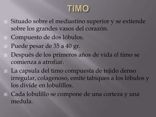  Situado sobre el mediastino superior y se extiende
sobre los grandes vasos del corazón.
 Compuesto de dos lóbulos.
 Puede pesar de 35 a 40 gr.
 Después de los primeros años de vida el timo se
comienza a atrofiar.
 La capsula del timo compuesta de tejido denso
irregular, colagenoso, emite tabiques a los lóbulos y
los divide en lobulillos.
 Cada lobulillo se compone de una corteza y una
medula.
 