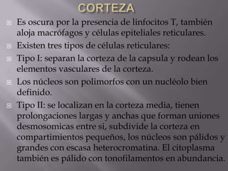  Es oscura por la presencia de linfocitos T, también
aloja macrófagos y células epiteliales reticulares.
 Existen tres tipos de células reticulares:
 Tipo I: separan la corteza de la capsula y rodean los
elementos vasculares de la corteza.
 Los núcleos son polimorfos con un nucléolo bien
definido.
 Tipo II: se localizan en la corteza media, tienen
prolongaciones largas y anchas que forman uniones
desmosomicas entre si, subdivide la corteza en
compartimientos pequeños, los núcleos son pálidos y
grandes con escasa heterocromatina. El citoplasma
también es pálido con tonofilamentos en abundancia.
 