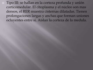  Tipo III: se hallan en la corteza profunda y unión
corticomedular. El citoplasma y el núcleo son mas
densos, el RER muestra cisternas dilatadas. Tienen
prolongaciones largas y anchas que forman uniones
ocluyentes entre si. Aíslan la corteza de la medula.
 