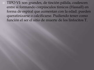  TIPO VI: son grandes, de tinción pálida, coalescen
entre si formando corpúsculos timicos (Hassall) en
forma de espiral que aumentan con la edad. pueden
queratinizarse o calcificarse. Pudiendo tener como
función el ser el sitio de muerte de los linfocitos T.
 