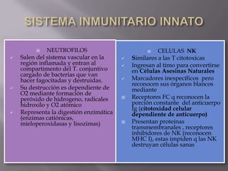  NEUTROFILOS
 Salen del sistema vascular en la
región inflamada y entran al
compartimento del T. conjuntivo
cargado de bacterias que van
hacer fagocitadas y destruidas.
 Su destrucción es dependiente de
O2 mediante formación de
peróxido de hidrogeno, radicales
hidroxilo y O2 atómico
 Representa la digestión enzimática
(enzimas catiónicas,
mieloperoxidasas y lisozimas)
 CELULAS NK
 Similares a las T citotoxicas
 Ingresan al timo para convertirse
en Células Asesinas Naturales
 Marcadores inespecíficos pero
reconocen sus órganos blancos
mediante
 Receptores FC q reconocen la
porción constante del anticuerpo
Ig (citotoxidad celular
dependiente de anticuerpo)
 Presentan proteínas
transmembranales , receptores
inhibidores de NK (reconocen
MHC I), estas impiden q las NK
destruyan células sanas
 