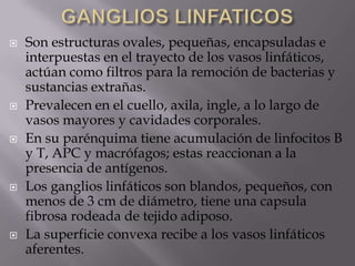  Son estructuras ovales, pequeñas, encapsuladas e
interpuestas en el trayecto de los vasos linfáticos,
actúan como filtros para la remoción de bacterias y
sustancias extrañas.
 Prevalecen en el cuello, axila, ingle, a lo largo de
vasos mayores y cavidades corporales.
 En su parénquima tiene acumulación de linfocitos B
y T, APC y macrófagos; estas reaccionan a la
presencia de antígenos.
 Los ganglios linfáticos son blandos, pequeños, con
menos de 3 cm de diámetro, tiene una capsula
fibrosa rodeada de tejido adiposo.
 La superficie convexa recibe a los vasos linfáticos
aferentes.
 