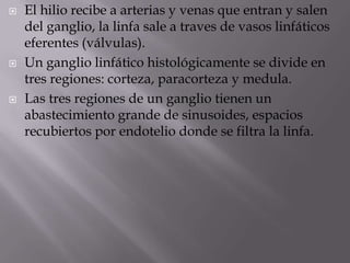  El hilio recibe a arterias y venas que entran y salen
del ganglio, la linfa sale a traves de vasos linfáticos
eferentes (válvulas).
 Un ganglio linfático histológicamente se divide en
tres regiones: corteza, paracorteza y medula.
 Las tres regiones de un ganglio tienen un
abastecimiento grande de sinusoides, espacios
recubiertos por endotelio donde se filtra la linfa.
 