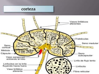corteza
 