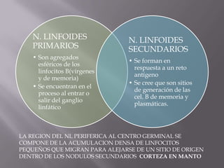 N. LINFOIDES
PRIMARIOS
• Son agregados
esféricos de los
linfocitos B(vírgenes
y de memoria)
• Se encuentran en el
proceso al entrar o
salir del ganglio
linfático
N. LINFOIDES
SECUNDARIOS
• Se forman en
respuesta a un reto
antígeno
• Se cree que son sitios
de generación de las
cel. B de memoria y
plasmáticas.
LA REGION DEL NL PERIFERICA AL CENTRO GERMINAL SE
COMPONE DE LA ACUMULACION DENSA DE LINFOCITOS
PEQUEÑOS QUE MIGRAN PARA ALEJARSE DE UN SITIO DE ORIGEN
DENTRO DE LOS NODULOS SECUNDARIOS CORTEZA EN MANTO
 