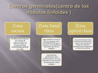 Zona
oscura
Proliferación intensa
de celulas B
aglomeradas de
manera densa
CENTROBLASTOS
(no sIG)
Zona basal
clara
aquí cambian la clase de
IG y se conocen como
CENTRIOCITOS que se
exponen a celu dendricas
foliculares que llevan
antígeno
experimentan
permutación para
transformarse y ser mas
eficientes en la formación
de anticuerpos contra
antígeno
Zona
apical clara
Los centurioncitos recién
formados que sobreviven y
aquí se van a formar las
celulas de memoria o
plasmáticas que luego pasan
al folículo secundario
 