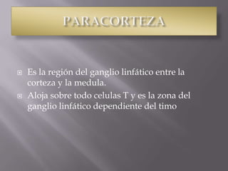  Es la región del ganglio linfático entre la
corteza y la medula.
 Aloja sobre todo celulas T y es la zona del
ganglio linfático dependiente del timo
 