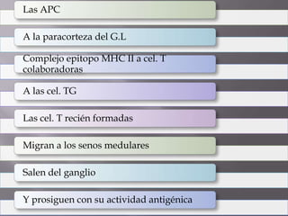 Las APC
A la paracorteza del G.L
Complejo epitopo MHC II a cel. T
colaboradoras
A las cel. TG
Las cel. T recién formadas
Migran a los senos medulares
Salen del ganglio
Y prosiguen con su actividad antigénica
 