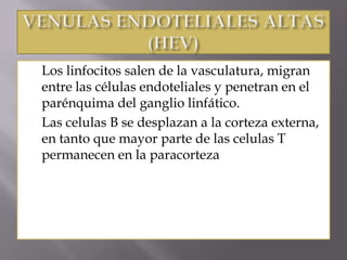  Los linfocitos salen de la vasculatura, migran
entre las células endoteliales y penetran en el
parénquima del ganglio linfático.
 Las celulas B se desplazan a la corteza externa,
en tanto que mayor parte de las celulas T
permanecen en la paracorteza
 