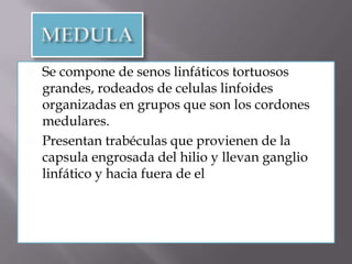  Se compone de senos linfáticos tortuosos
grandes, rodeados de celulas linfoides
organizadas en grupos que son los cordones
medulares.
 Presentan trabéculas que provienen de la
capsula engrosada del hilio y llevan ganglio
linfático y hacia fuera de el
 