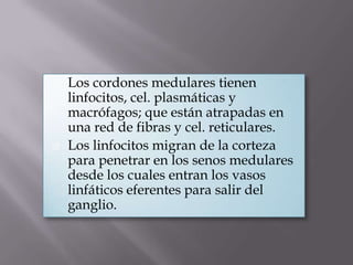  Los cordones medulares tienen
linfocitos, cel. plasmáticas y
macrófagos; que están atrapadas en
una red de fibras y cel. reticulares.
 Los linfocitos migran de la corteza
para penetrar en los senos medulares
desde los cuales entran los vasos
linfáticos eferentes para salir del
ganglio.
 