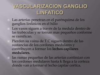  Las arterias penetran en el parénquima de los
ganglios linfáticos en el hilio
 Los vasos siguen a través de la medula dentro de
las trabéculas y se tornan mas pequeños conforme
se ramifican.
 Pierden su vaina de T.C siguen dentro de las
sustancias de los cordones medulares y
contribuyen a formar los lechos capilares
medulares.
 las ramas pequeñas de las arterias continúan con
los cordones medulares hasta k llega a la corteza
donde van a formar el lecho capilar cortica.
 