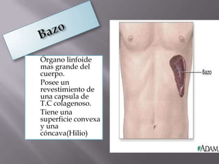  Órgano linfoide
mas grande del
cuerpo.
 Posee un
revestimiento de
una capsula de
T.C colagenoso.
 Tiene una
superficie convexa
y una
cóncava(Hilio)
 