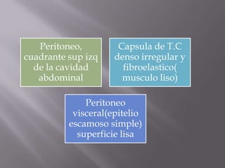 Peritoneo,
cuadrante sup izq
de la cavidad
abdominal
Capsula de T.C
denso irregular y
fibroelastico(
musculo liso)
Peritoneo
visceral(epitelio
escamoso simple)
superficie lisa
 