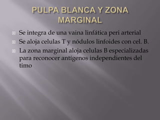  Se integra de una vaina linfática peri arterial
 Se aloja celulas T y nódulos linfoides con cel. B.
 La zona marginal aloja celulas B especializadas
para reconocer antígenos independientes del
timo
 