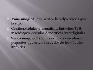  zona marginal que separa la pulpa blanca que
la roja.
 Contiene células plasmáticas, linfocitos TyB,
macrófagos y células dendríticas interdigitales.
 Senos marginales son conductos vasculares
pequeños que están alrededor de los nódulos
linfoides.
 