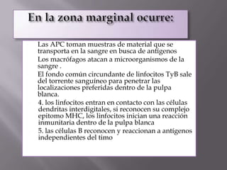 1. Las APC toman muestras de material que se
transporta en la sangre en busca de antígenos
2. Los macrófagos atacan a microorganismos de la
sangre .
3. El fondo común circundante de linfocitos TyB sale
del torrente sanguíneo para penetrar las
localizaciones preferidas dentro de la pulpa
blanca.
 4. los linfocitos entran en contacto con las células
dendritas interdigitales, si reconocen su complejo
epitomo MHC, los linfocitos inician una reacción
inmunitaria dentro de la pulpa blanca
 5. las células B reconocen y reaccionan a antígenos
independientes del timo
 