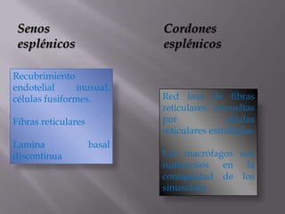 Senos
esplénicos
Cordones
esplénicos
Recubrimiento
endotelial inusual,
células fusiformes.
Fibras reticulares
Lamina basal
discontinua
Red laxa de fibras
reticulares, envueltas
por células
reticulares estrelladas
Los macrófagos son
numerosos en la
contigüidad de los
sinusoides
 