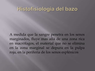 A medida que la sangre penetra en los senos
marginados, fluye mas allá de una zona rica
en macrófagos, el material que no se elimina
en la zona marginal se depura en la pulpa
roja, en la periferia de los senos esplénicos
 