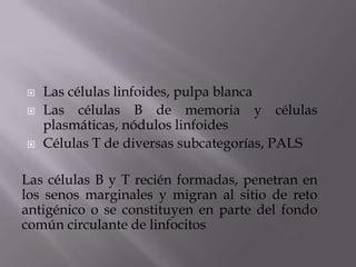  Las células linfoides, pulpa blanca
 Las células B de memoria y células
plasmáticas, nódulos linfoides
 Células T de diversas subcategorías, PALS
Las células B y T recién formadas, penetran en
los senos marginales y migran al sitio de reto
antigénico o se constituyen en parte del fondo
común circulante de linfocitos
 