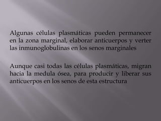 Algunas células plasmáticas pueden permanecer
en la zona marginal, elaborar anticuerpos y verter
las inmunoglobulinas en los senos marginales
Aunque casi todas las células plasmáticas, migran
hacia la medula ósea, para producir y liberar sus
anticuerpos en los senos de esta estructura
 