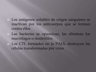  Los antígenos solubles de origen sanguíneo se
inactivan por los anticuerpos que se forman
contra ellos
 Las bacterias se opsonizan, las eliminan los
macrófagos o neutrófilos
 Los CTL formados en la PALS, destruyen las
células transformadas por virus
 