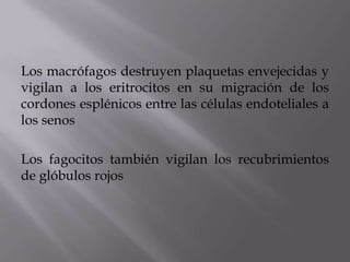 Los macrófagos destruyen plaquetas envejecidas y
vigilan a los eritrocitos en su migración de los
cordones esplénicos entre las células endoteliales a
los senos
Los fagocitos también vigilan los recubrimientos
de glóbulos rojos
 