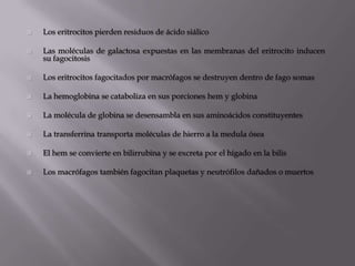  Los eritrocitos pierden residuos de ácido siálico
 Las moléculas de galactosa expuestas en las membranas del eritrocito inducen
su fagocitosis
 Los eritrocitos fagocitados por macrófagos se destruyen dentro de fago somas
 La hemoglobina se cataboliza en sus porciones hem y globina
 La molécula de globina se desensambla en sus aminoácidos constituyentes
 La transferrina transporta moléculas de hierro a la medula ósea
 El hem se convierte en bilirrubina y se excreta por el hígado en la bilis
 Los macrófagos también fagocitan plaquetas y neutrófilos dañados o muertos
 