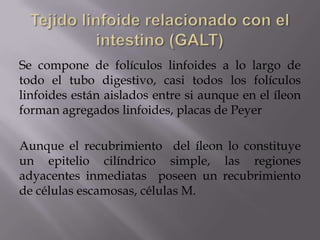 Se compone de folículos linfoides a lo largo de
todo el tubo digestivo, casi todos los folículos
linfoides están aislados entre si aunque en el íleon
forman agregados linfoides, placas de Peyer
Aunque el recubrimiento del íleon lo constituye
un epitelio cilíndrico simple, las regiones
adyacentes inmediatas poseen un recubrimiento
de células escamosas, células M.
 