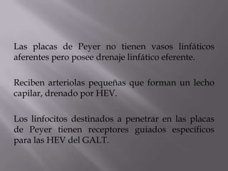 Las placas de Peyer no tienen vasos linfáticos
aferentes pero posee drenaje linfático eferente.
Reciben arteriolas pequeñas que forman un lecho
capilar, drenado por HEV.
Los linfocitos destinados a penetrar en las placas
de Peyer tienen receptores guiados específicos
para las HEV del GALT.
 