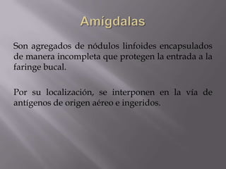Son agregados de nódulos linfoides encapsulados
de manera incompleta que protegen la entrada a la
faringe bucal.
Por su localización, se interponen en la vía de
antígenos de origen aéreo e ingeridos.
 