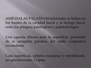 AMÍGDALAS PALATINAS bilaterales se hallan en
los limites de la cavidad bucal y la faringe bucal,
entre los pliegues palatogloso y palatofaringeo.
Una capsula fibrosa aísla la superficie `profunda
de la amígdala palatina del tejido conjuntivo
circundante
Cara superficial, epitelio escamoso y estratificado,
no queratinizado. Criptas
 