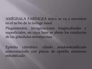 AMÍGDALA FARÍNGEA única se va a encontrar
en el techo de la faringe nasal
Plegamientos, invaginaciones longitudinales y
superficiales, en cuya base se abren los conductos
de las glándulas seromucosas
Epitelio cilíndrico ciliado seudoestratificado
entremezclado con placas de epitelio escamoso
estratificado
 