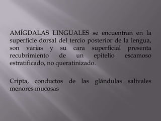 AMÍGDALAS LINGUALES se encuentran en la
superficie dorsal del tercio posterior de la lengua,
son varias y su cara superficial presenta
recubrimiento de un epitelio escamoso
estratificado, no queratinizado.
Cripta, conductos de las glándulas salivales
menores mucosas
 