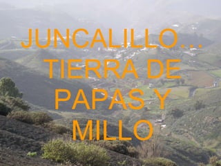 JUNCALILLO…TIERRA DE  PAPAS Y MILLO 
