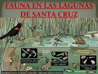 FAUNA EN LAS LAGUNAS DE SANTA CRUZ 